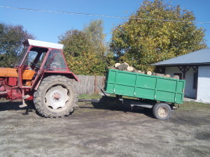lemnele