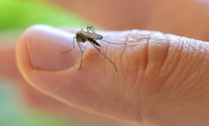 zika1